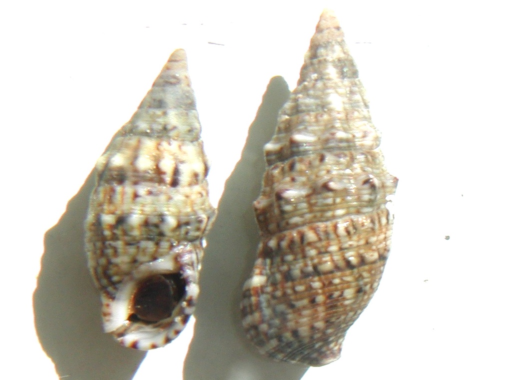 Cerithium lividulum Risso, 1826